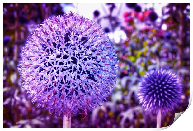 Beautiful Globe Thistle Flowers Print by Simon Marlow