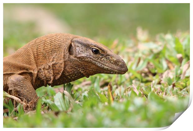 Majestic Monitor Lizard in Sri Lanka Print by Simon Marlow
