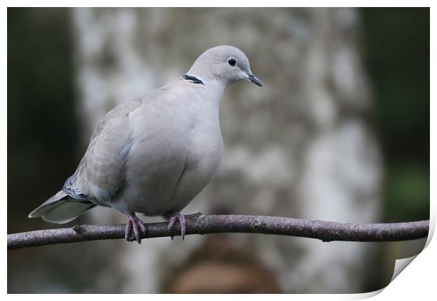 Collared Dove on a branch Print by Simon Marlow