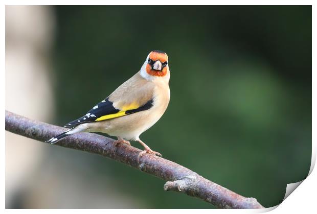The colourful Goldfinch Print by Simon Marlow