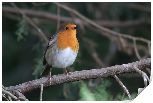 Robin Redbreast sitting on a branch Print by Simon Marlow