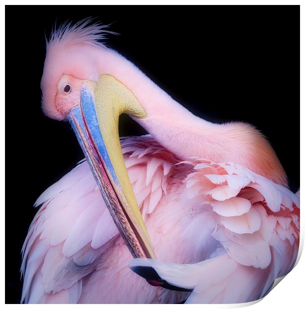 Pink Backed Pelican preening itself Print by Simon Marlow