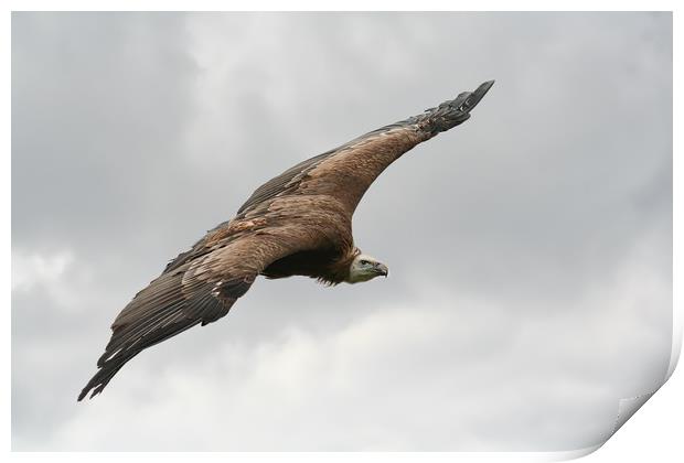 Large Griffin Vulture in flight Print by Simon Marlow