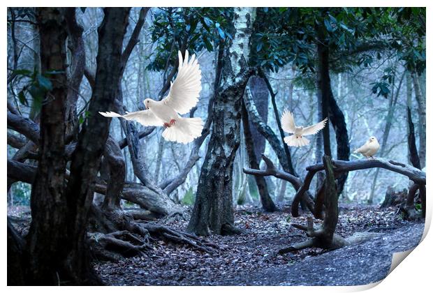 Doves in the dark forest Print by Simon Marlow