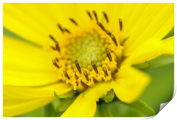 Vibrant Yellow Blossom Print by Simon Marlow