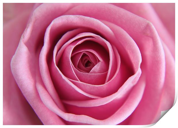 Close up of a Pink Rose Print by Simon Marlow