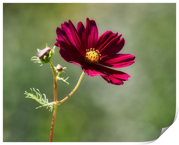 Beautiful single cosmos flower Print by Simon Marlow