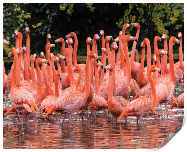 A Flamboyance of Flamingos Print by Simon Marlow