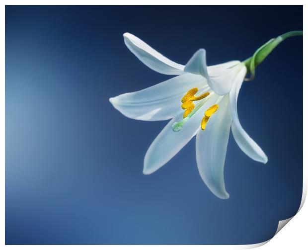 Single Lily against a striking background Print by Simon Marlow