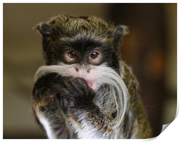 Young Emperor Tamarin Monkey Print by Simon Marlow