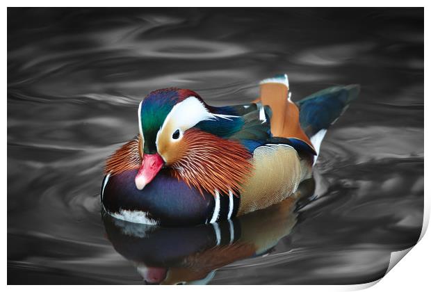 The beautiful colours of a male Mandarin Duck Print by Simon Marlow