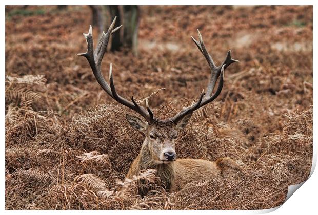 Majestic Stag in Autumn Ferns Print by Simon Marlow