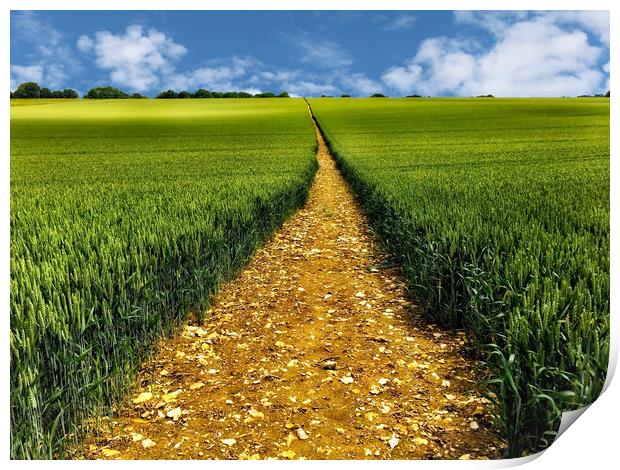 A Golden Trail Through a Bountiful Wheat Field Print by Simon Marlow
