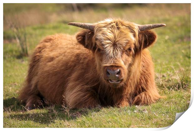 Young Highland Cow in the Black Mountains, Wales Print by Simon Marlow