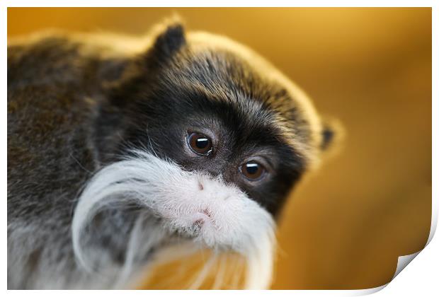 Beautiful little Emperor Tamarin Monkey Print by Simon Marlow