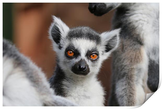 Young Ring Tailed Lemur between parents Print by Simon Marlow