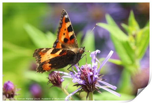 Tortoisehell Butterfly on a wild flower Print by Simon Marlow