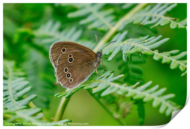 Meadow Brown Butterfly Print by Simon Marlow