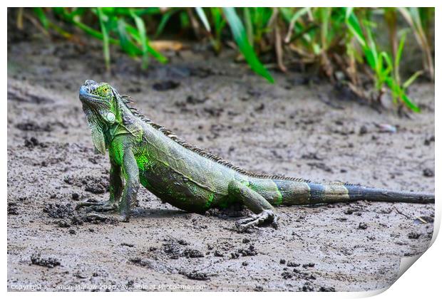 Majestic Iguana in the Costa Rican wilderness Print by Simon Marlow