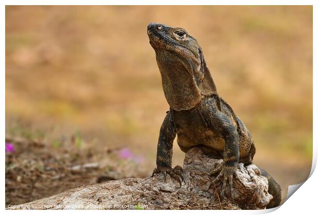 Alert Iguana on rocks in Costa Rica Print by Simon Marlow
