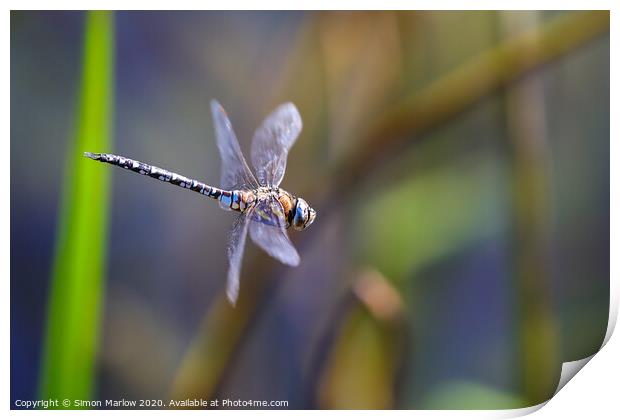 Male Emperor Dragonfly in flight Print by Simon Marlow