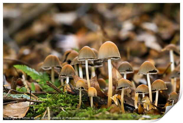 Enchanting Autumn Fungi Print by Simon Marlow