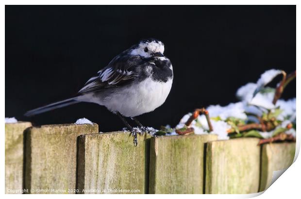 Pied Wagtail in the winter snow Print by Simon Marlow