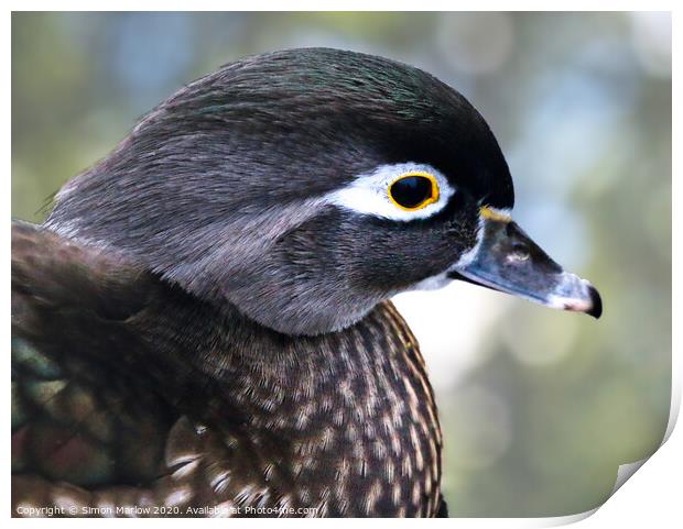 Close up of a Wood Duck Print by Simon Marlow