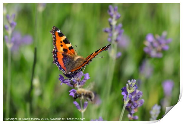 The Graceful Dance of a Tortoiseshell Butterfly Print by Simon Marlow