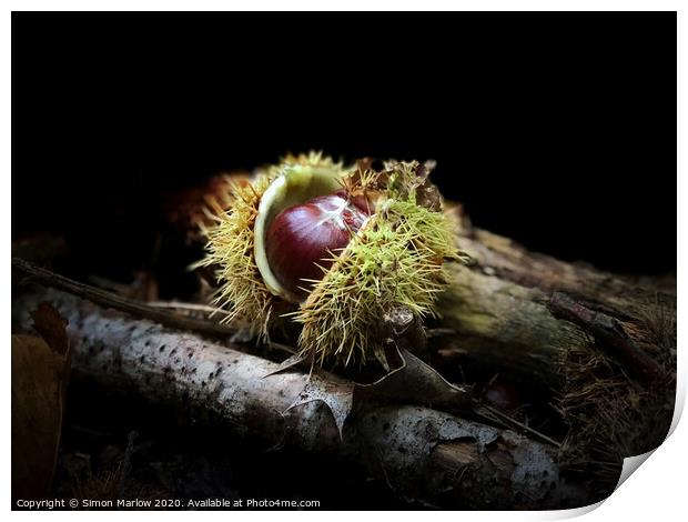 An autumn Chestnut with the case open Print by Simon Marlow