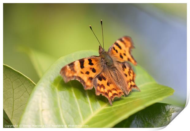 The Vivid Beauty of a Comma Butterfly Print by Simon Marlow