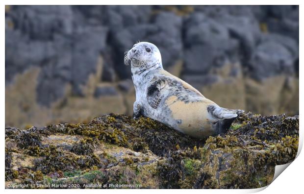 Adorable Young Grey Seal Basking on Northumberland Print by Simon Marlow