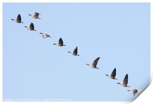 Pink Footed Geese arriving on migration Print by Simon Marlow