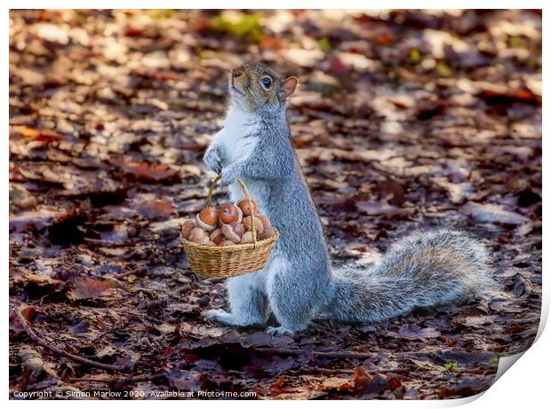 Grey Squirrel collecting acorns Print by Simon Marlow