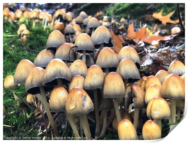 Autumn Fungi in the forest Print by Simon Marlow