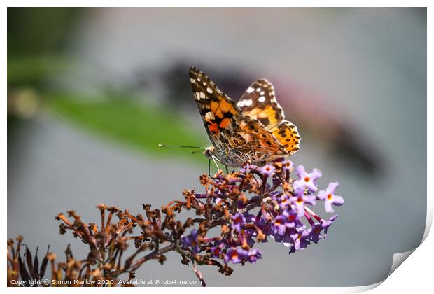 Painted Lady Butterfly Print by Simon Marlow