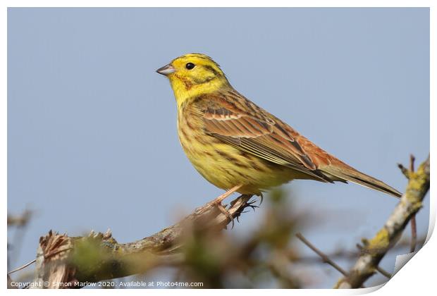 The beautiful colours and texture of a YellowHamme Print by Simon Marlow