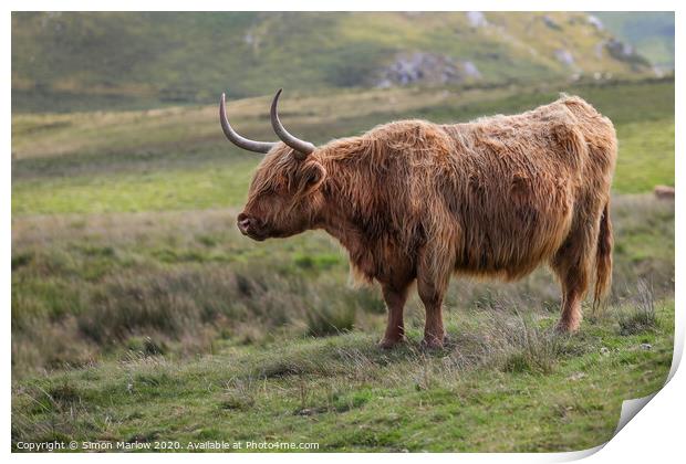 A Highland Cow high up in the Black Mountains, Wales Print by Simon Marlow