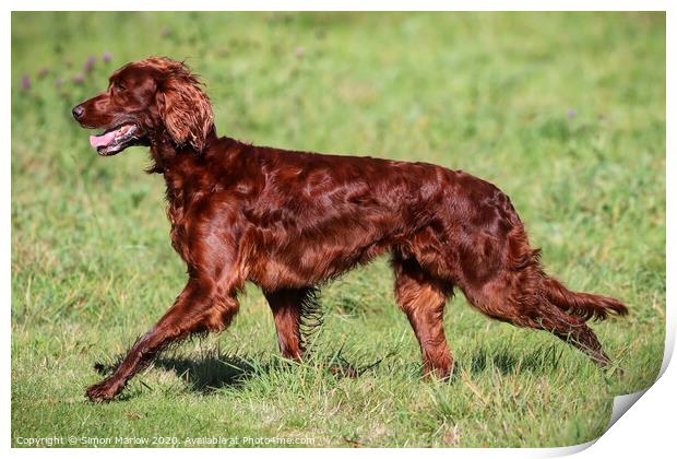 Beautiful side view of a Red Setter running Print by Simon Marlow