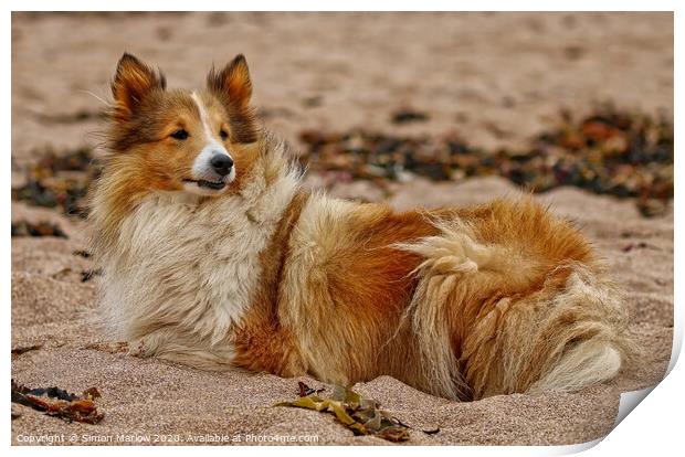 Rough Collie relaxing at the beach Print by Simon Marlow