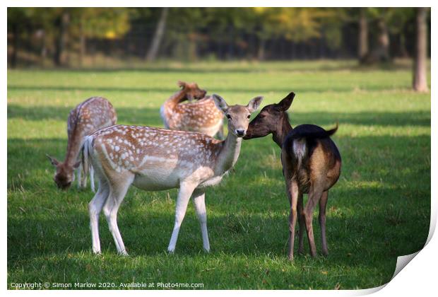 A tender moment between two Fallow Deer Print by Simon Marlow