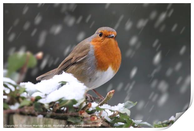 Robin Redbreast in the snow Print by Simon Marlow