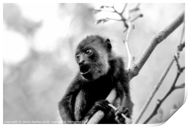 Adorable Baby Howler Monkey in Costa Rica Print by Simon Marlow