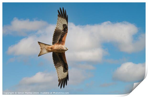 Majestic Red Kite in Flight Print by Simon Marlow