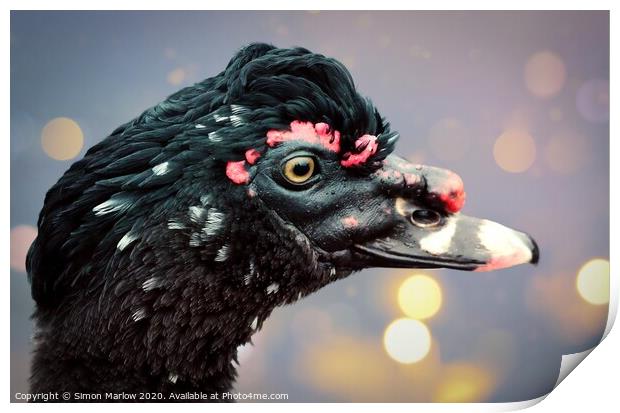 Majestic Muscovy Duck Print by Simon Marlow