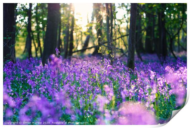 Enchanting Bluebell Woods at Twilight Print by Simon Marlow