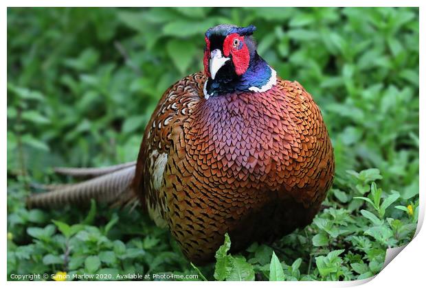 The textures and colours of a Pheasant Print by Simon Marlow