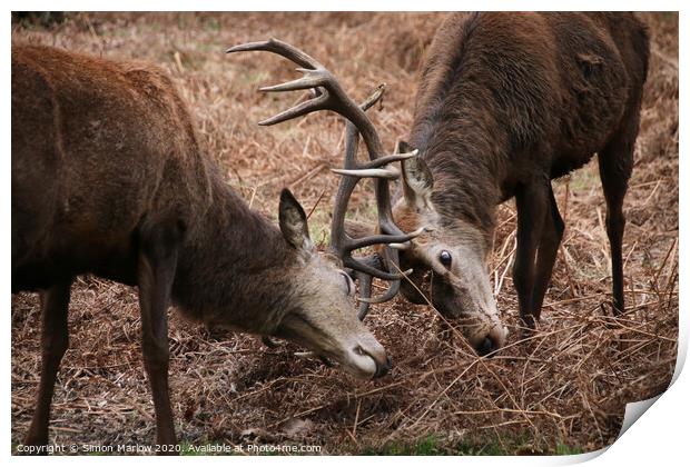 Stags with locked antlers in rutting season Print by Simon Marlow