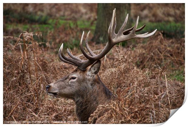 Majestic Stag resting in the ferns in Richmond Park Print by Simon Marlow