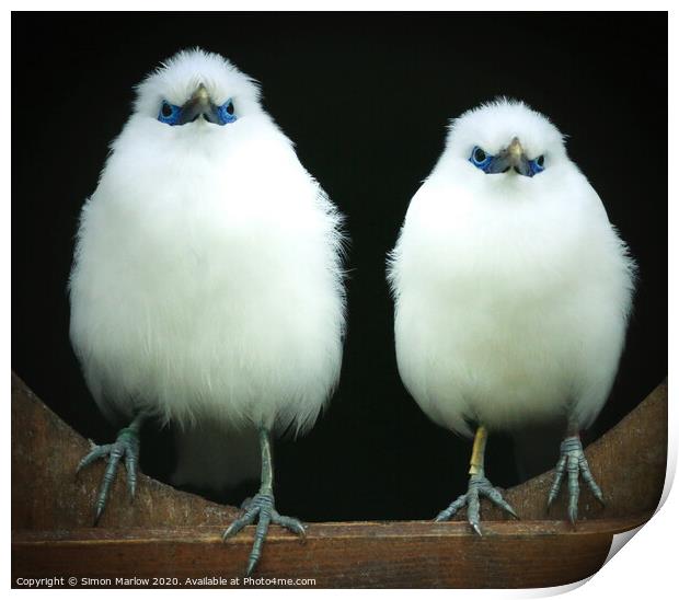 The Rare and Majestic Bali Starlings Print by Simon Marlow